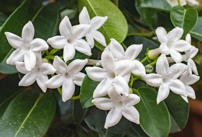 英国伦敦的马达加斯加茉莉(Stephanotis Floribunda)